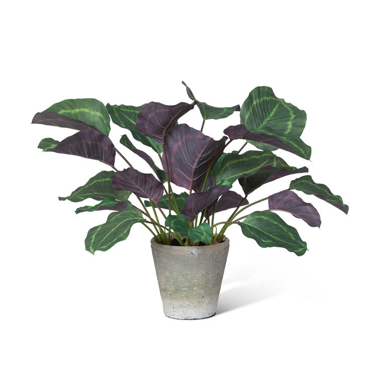 Potted Calathea Plant Green