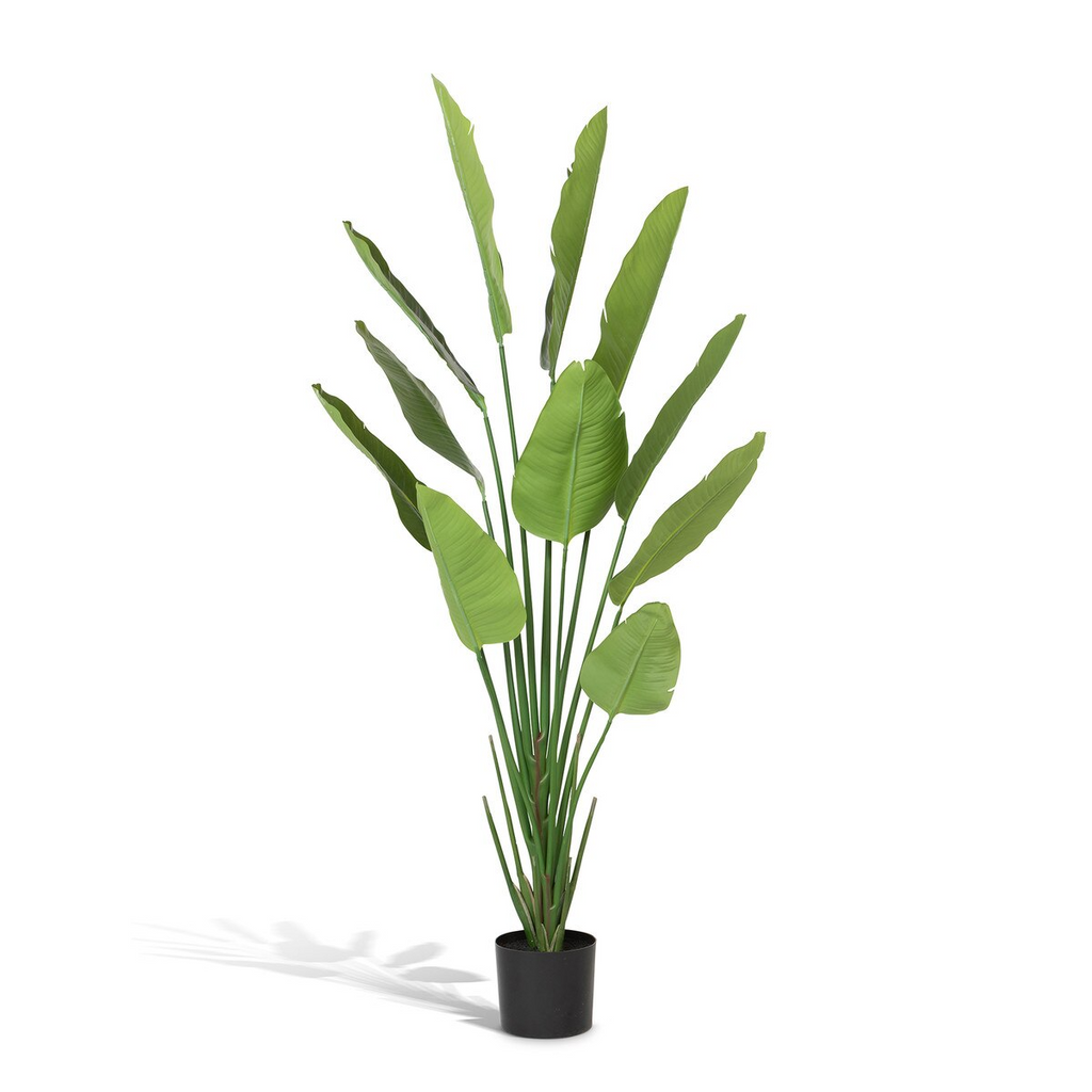 Faux Traveler Palm with Weighted Black Pot 70"