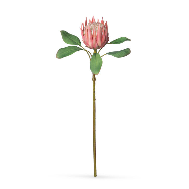 Protea Stem Pink Box/12