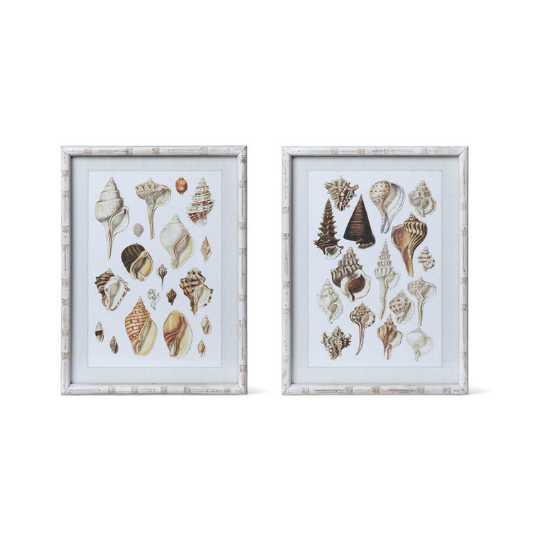 Seashell Collection Prints Set/2