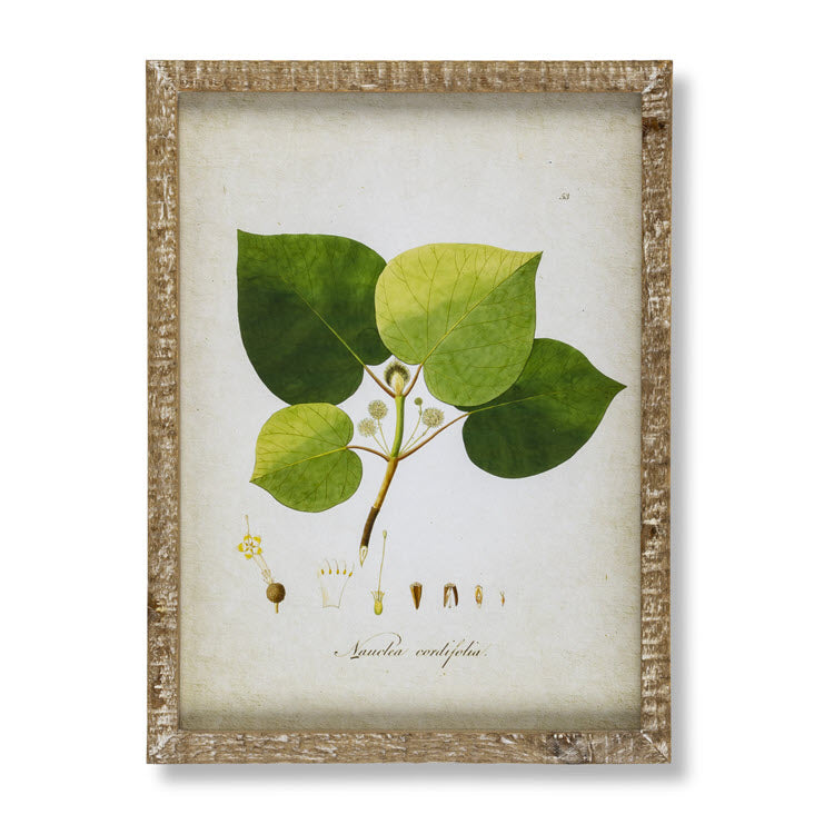 Garden Foliage Framed Botanical Prints Set/6