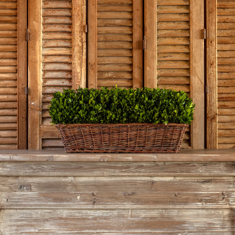 Extra Large Preserved Boxwood Hedge in Basket