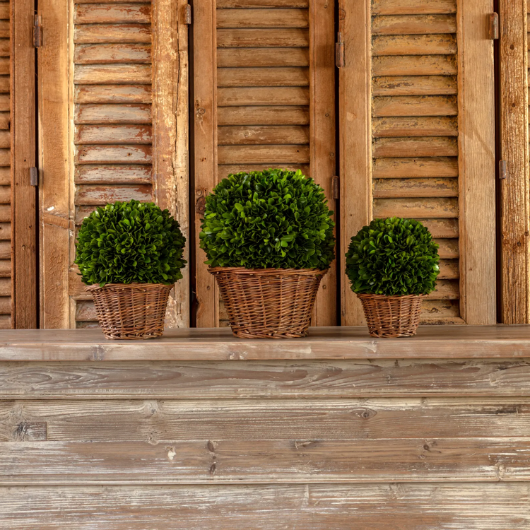 6" Preserved Boxwood Ball in Basket