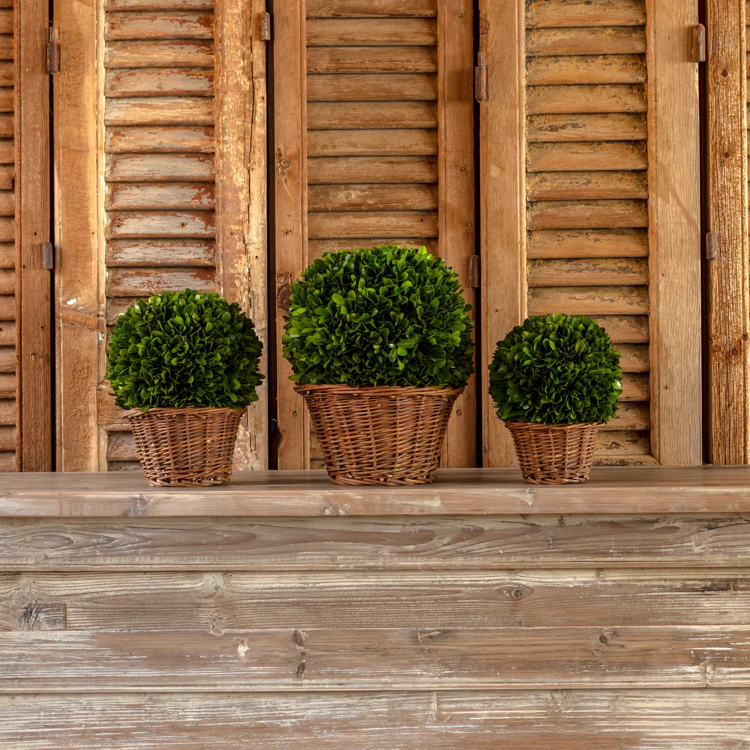 7" Preserved Boxwood Ball in Basket
