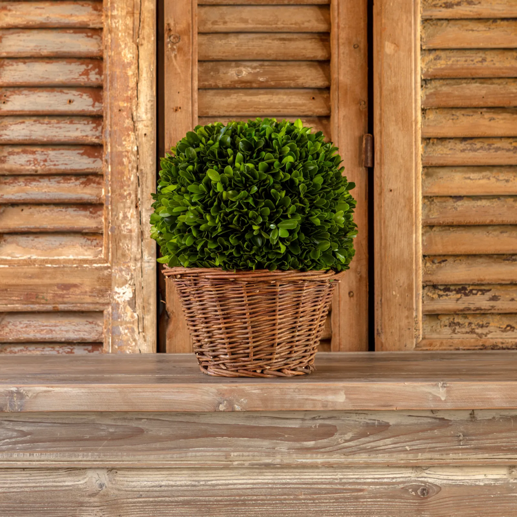 9" Preserved Boxwood Ball in Basket