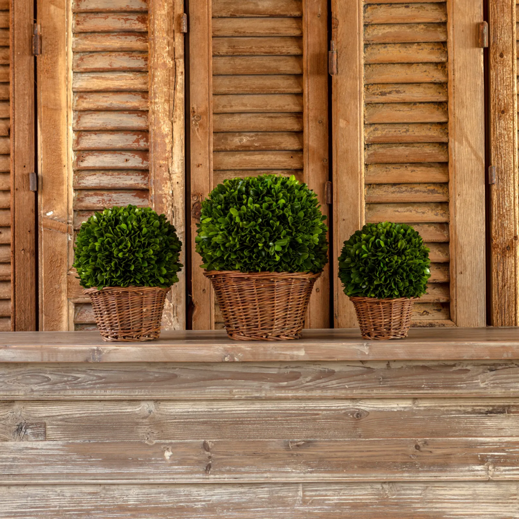 9" Preserved Boxwood Ball in Basket