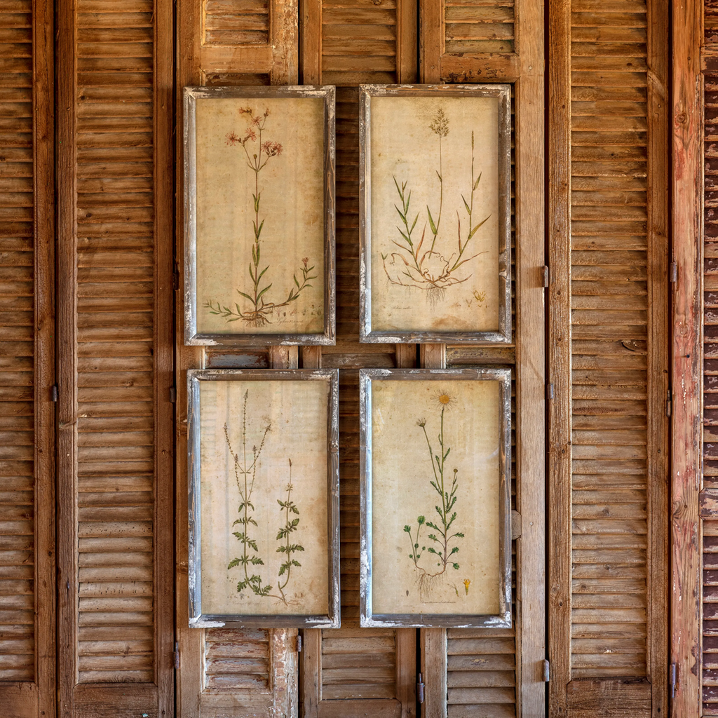 Field Flower Botanical Prints Set/4