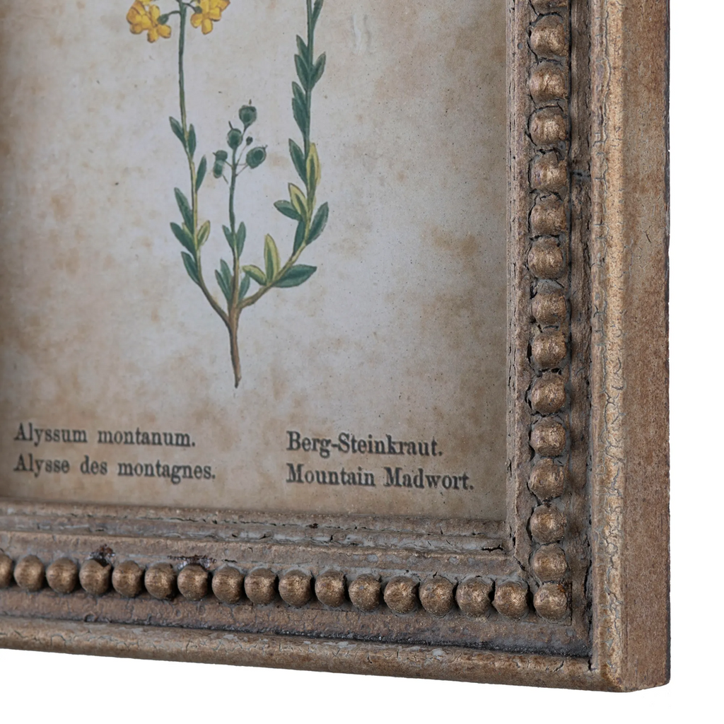 Framed Aged Floral Prints Set/4