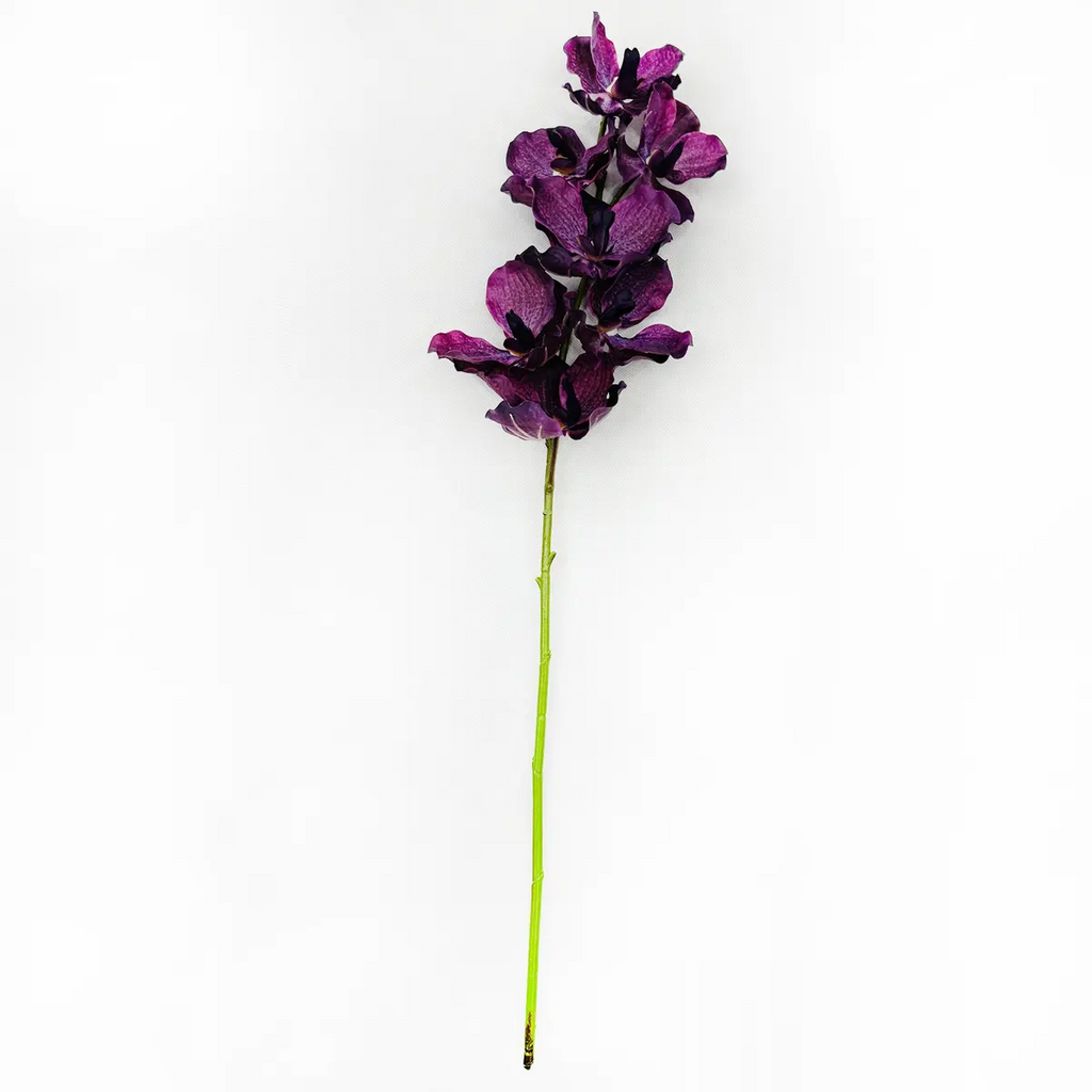 Deep Purple Vanda Orchid Stems Box/12