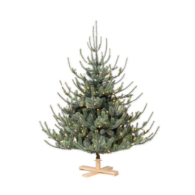 Park Hill Blue Spruce Christmas Tree 5.5' Tree Lot