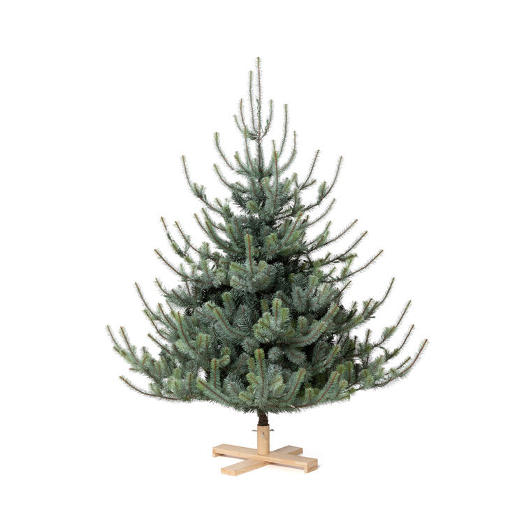 Park Hill Blue Spruce Christmas Tree 5.5' Tree Lot