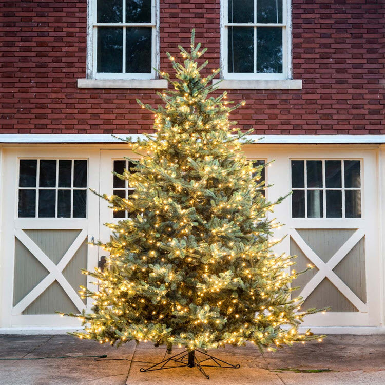 Park Hill Blue Spruce Christmas Tree 12'