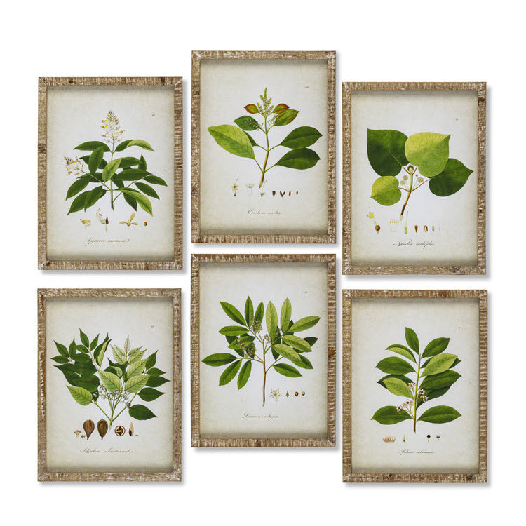 Garden Foliage Framed Botanical Prints Set/6