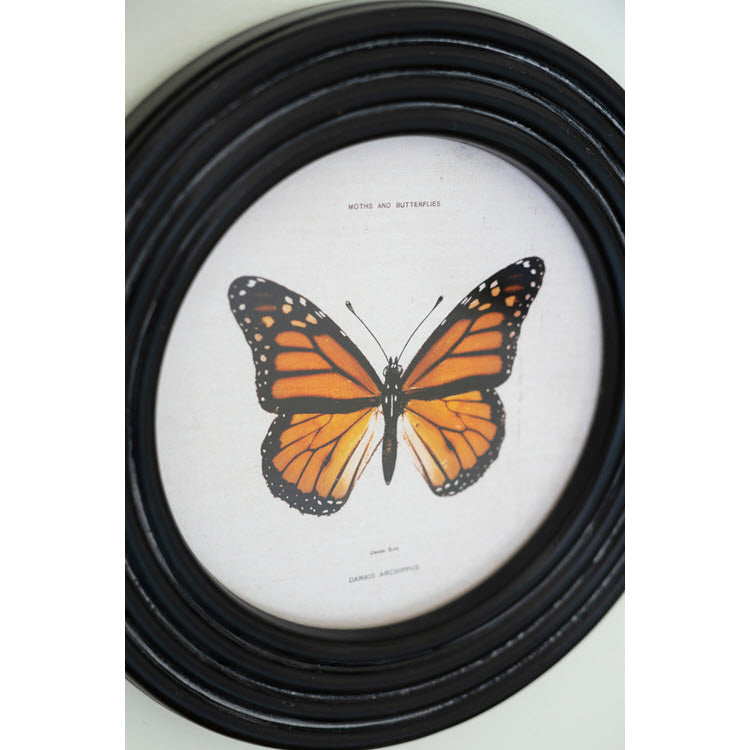 Round Framed Butterfly Prints Under Glass Set/4