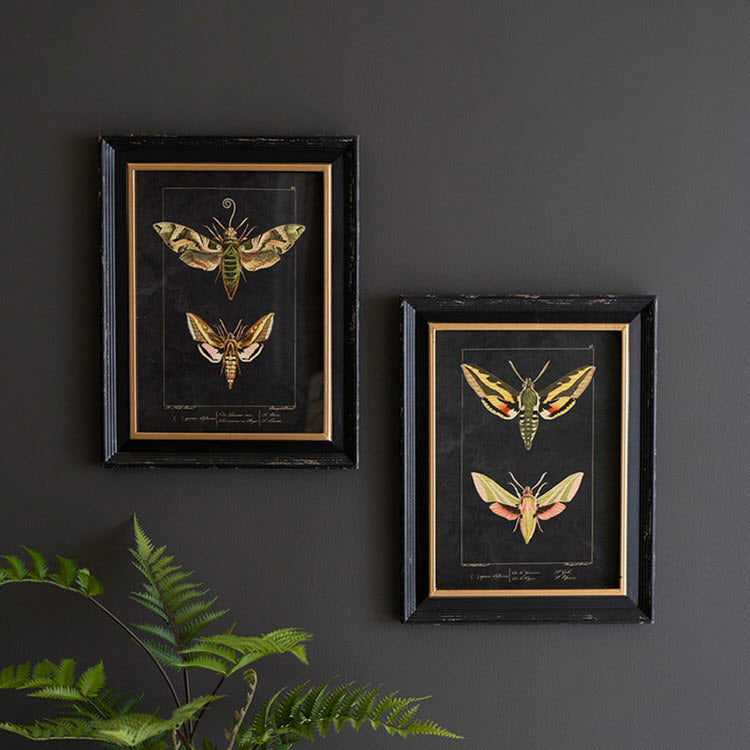 Framed Moth Prints Under Glass Set/2