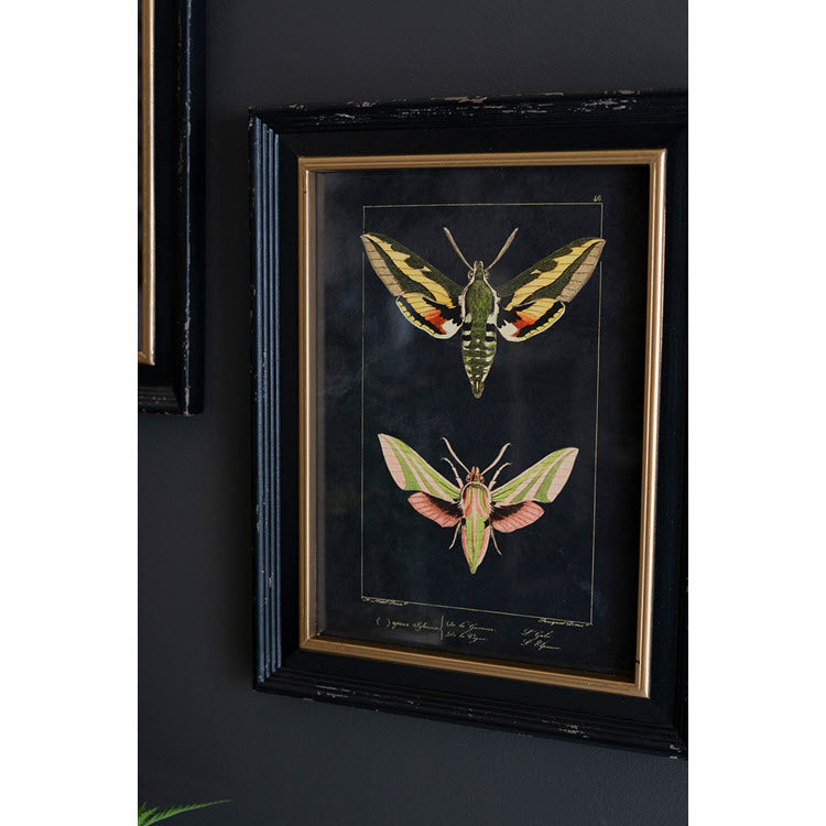 Framed Moth Prints Under Glass Set/2