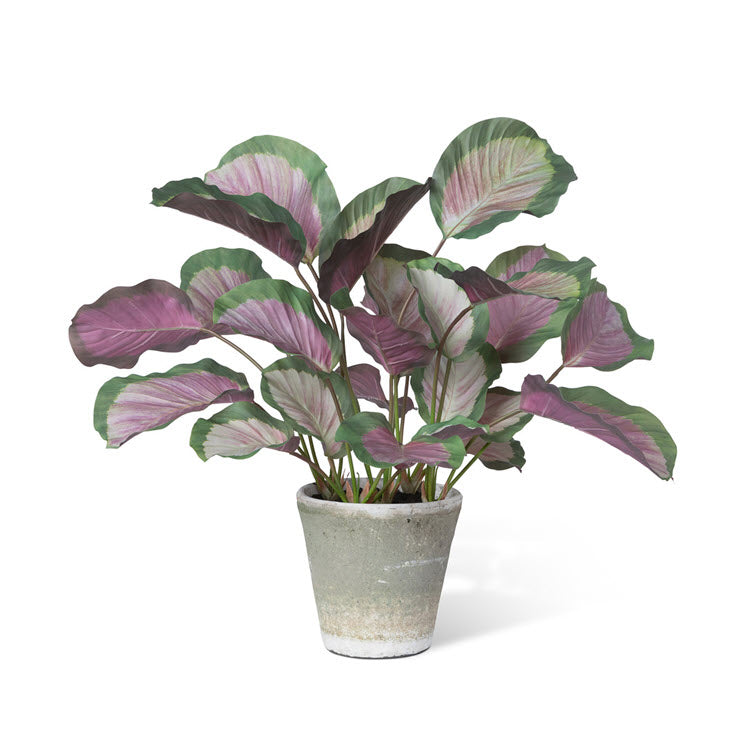 Potted Calathea Plant Pink Green
