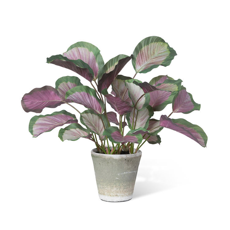 calathea plant pot Park Hill Potted Calathea Plant Pink Green