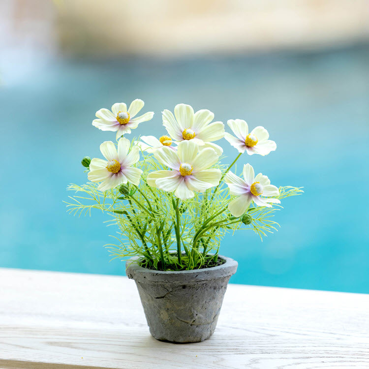 Cosmos Plant in Terra Cotta Pot Light Yellow Set/4