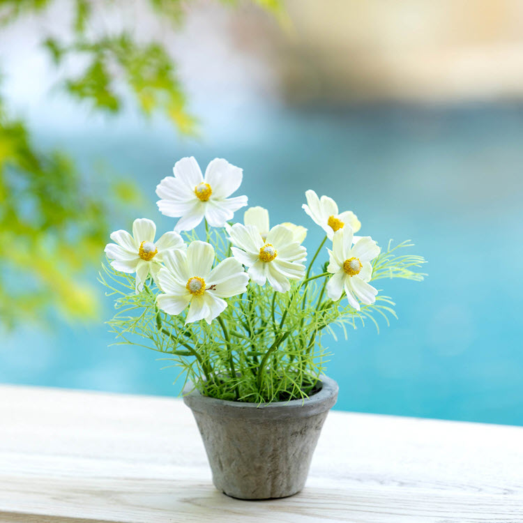 Cosmos Plant in Terra Cotta Pot Cream Set/4