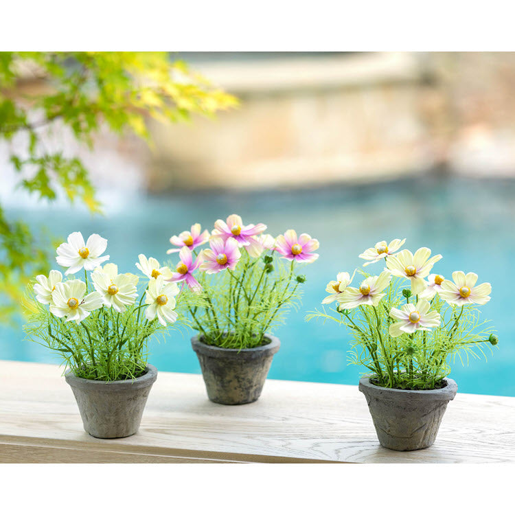 Cosmos Plant in Terra Cotta Pot Light Yellow Set/4