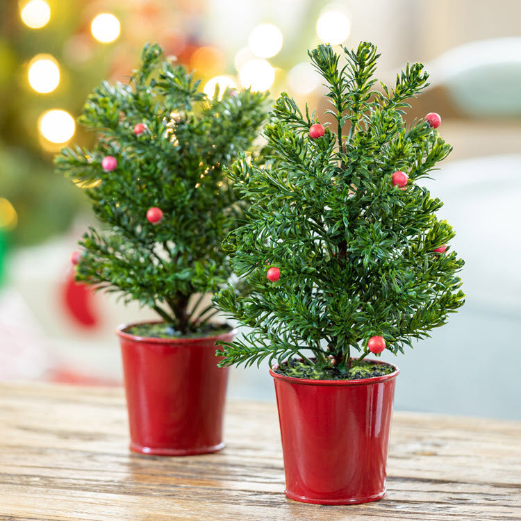 Mini Spruce Tree in Red Bucket Set/12